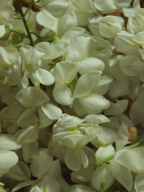 beignets fleurs acacia